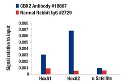 Cell Signaling Technology&nbsp;CBX2 Antibody 100 ul