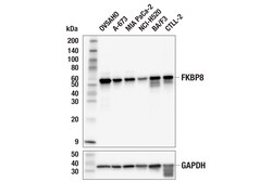 Cell Signaling Technology&nbsp;FKBP8 E6F3T Rabbit mAb 100 u