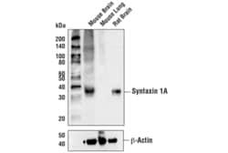 Cell Signaling Technology&nbsp;Syntaxin 1A D4E2W Rabbit mAb