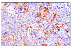 Cell Signaling Technology&nbsp;Axl E3Z2H Rabbit mAb 100 ul