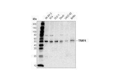 Cell Signaling Technology&nbsp;TRAF4 D1N3A Rabbit mAb 100 u