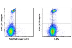 Cell Signaling Technology&nbsp;IL-2R-gamma E2Z5W Rabbit mAb