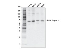 Cell Signaling Technology&nbsp;Malic Enzyme 3 E8A3V Rabbit