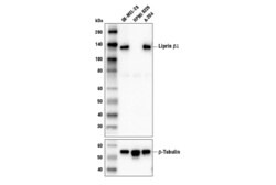 Cell Signaling Technology&nbsp;Liprin beta-1 Antibody 100 ul