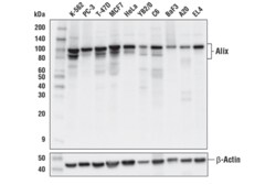 Cell Signaling Technology&nbsp;Alix E4T7U Rabbit mAb 100 ul