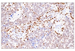 Cell Signaling Technology&nbsp;RUNX3/AML2 E8D5W XPR Rabbi