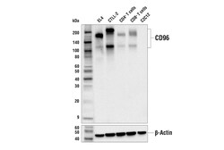 Cell Signaling Technology&nbsp;CD96 E4B8Y Rabbit mAb 100 ul