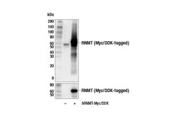 Cell Signaling Technology&nbsp;RNMT E6V2A Rabbit mAb 100 ul