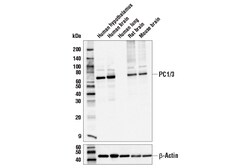 Cell Signaling Technology&nbsp;PC1/3 Antibody 100 ul