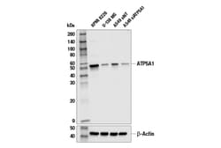 Cell Signaling Technology&nbsp;ATP5A1 Antibody 100 ul