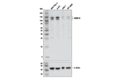 Cell Signaling Technology&nbsp;RBM10 Antibody 100 ul