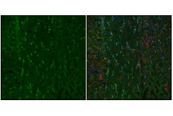 Cell Signaling Technology&nbsp;TPPP/p25 E9C8G Rabbit mAb 10
