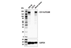 Cell Signaling Technology&nbsp;CD11b/ITGAM E6E1M Rabbit mAb