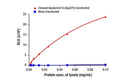 Cell Signaling Technology&nbsp;Cleaved Gasdermin D Asp275 M