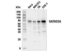 Cell Signaling Technology&nbsp;GATAD2A E7B5B Rabbit mAb 100