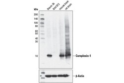 Cell Signaling Technology&nbsp;Complexin-1 D5Q5H Rabbit mAb