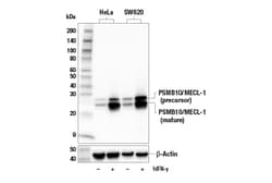 Cell Signaling Technology&nbsp;PSMB10/MECL-1 E6R7O Rabbit m