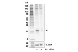 Cell Signaling Technology&nbsp;Max E6F6Y Rabbit mAb 100 ul
