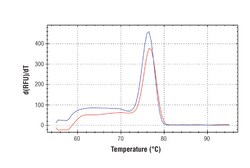 Cell Signaling Technology&nbsp;SimpleChIPR Mouse USP31 Prom