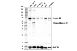 Cell Signaling Technology&nbsp;Lamin B1 E6M5T Rabbit mAb 10