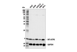 Cell Signaling Technology&nbsp;MT-ATP8 Antibody 100 ul