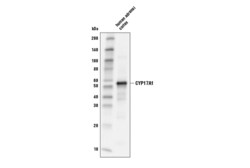 Cell Signaling Technology&nbsp;CYP17A1 Antibody 100 ul