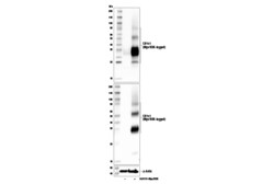 Cell Signaling Technology&nbsp;CD151 Antibody 100 ul