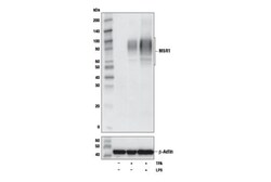 Cell Signaling Technology&nbsp;MSR1 D8K4E Rabbit mAb 100 ul