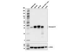 Cell Signaling Technology&nbsp;Granzyme B D2H2F Rabbit mAb