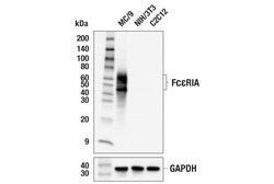 Cell Signaling Technology&nbsp;Fc-epsilon-RIA E6D9L Rabbit