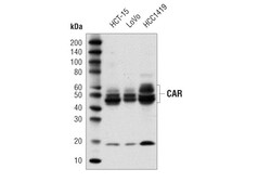 Cell Signaling Technology&nbsp;CAR D3W3G Rabbit mAb 100 ul