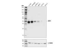 Cell Signaling Technology&nbsp;SIX1 D5S2S Rabbit mAb 100 ul