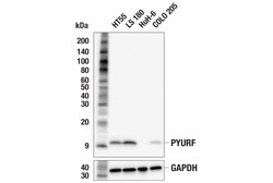Cell Signaling Technology&nbsp;PYURF F9F4X Rabbit mAb 100 u
