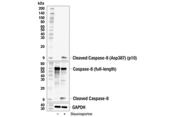 Cell Signaling Technology&nbsp;Cleaved Caspase-8 Asp387 p1