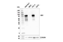 Cell Signaling Technology&nbsp;HS1 E6G7M Mouse mAb 100 ul