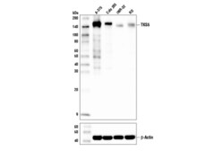 Cell Signaling Technology&nbsp;TKS5 Antibody 100 ul