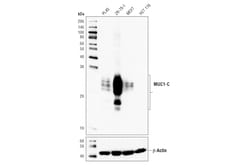 Cell Signaling Technology&nbsp;MUC1-C D5K9I XPR Rabbit mA