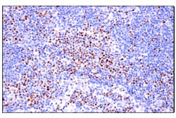 Cell Signaling Technology&nbsp;TCF1/TCF7 E6O1K Rabbit mAb 1