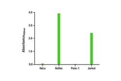 Cell Signaling Technology&nbsp;Total CD31 PECAM-1 Matched A