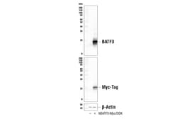 Cell Signaling Technology&nbsp;BATF3 E3K5H Rabbit mAb 100 u