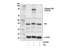 Cell Signaling Technology Ibrutinib 10 mg
