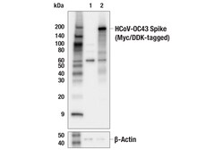 Cell Signaling Technology&nbsp;HCoV-OC43 Spike Protein E4U6P