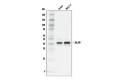 Cell Signaling Technology&nbsp;BCAT1 D4V2T Rabbit mAb 100 u