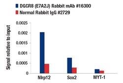 Cell Signaling Technology&nbsp;DGCR8 E7A2J Rabbit mAb 100 u