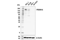Cell Signaling Technology&nbsp;PRDM16 F3K9T Rabbit mAb 100