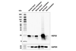 Cell Signaling Technology&nbsp;HSP20 E9Z1O Rabbit mAb 100 u