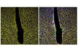 Cell Signaling Technology&nbsp;Crry E9M7T Rabbit mAb 100 ul