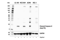 Cell Signaling Technology&nbsp;Cleaved Caspase-6 Asp179 E8