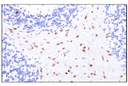 Cell Signaling Technology&nbsp;Olig1 E3T6D Rabbit mAb 100 u