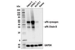 Cell Signaling Technology&nbsp;uPA E2M6I Rabbit mAb 100 ul